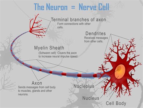 how are neurons similar to the body